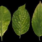 leaf_collection_03