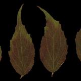 leaf_collection_04