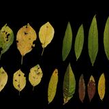 leaf_collection_06_dry