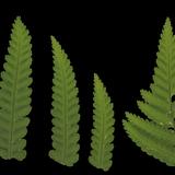 leaf_collection_07_fern