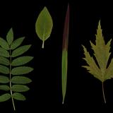 leaf_collection_08