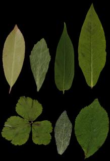 leaf_collection_09-color-m.jpg