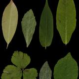 leaf_collection_09