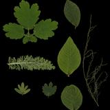 leaf_collection_10