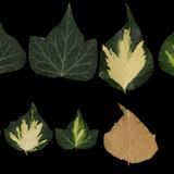 leaf_collection_12_ivy