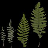 leaf_collection_13_fern