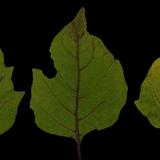 leaf_collection_17