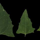 leaf_collection_21