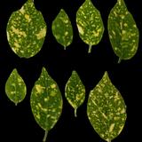 leaf_collection_22_spots