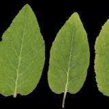 leaf_collection_23