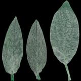 leaf_collection_24_hairy