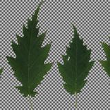 leaf_collection_27