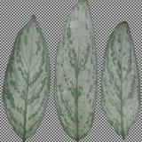 leaf_collection_29_exotic