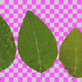 leaf_collection_30_bush