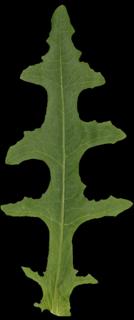 leaf_long_01-color-m.jpg