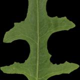 leaf_long_01