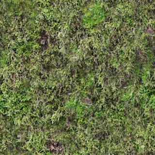 moss_01-color-m.jpg