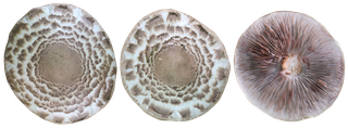 mushroom_01-color-m.jpg