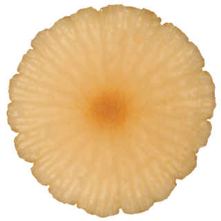 mushroom_02-color-m.jpg