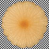 mushroom_02