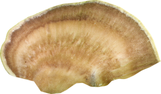 mushroom_03_tree-color-m.jpg