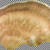 mushroom_03_tree