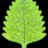 plants_leaf_birch_col_stylized