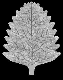 plants_leaf_birch_col_stylized-bump-m.jpg