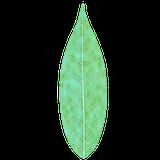 plants_leaf_bush_col_stylized