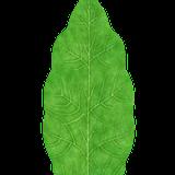 plants_leaf_chestnut_col_stylized