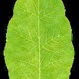 plants_leaf_generic_col_stylized