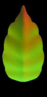 plants_leaf_generic_col_stylized-normal-m.jpg