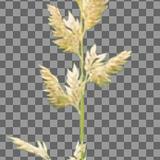 plants_tall_grass_01