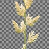 plants_tall_grass_02