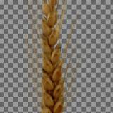 wheat_01