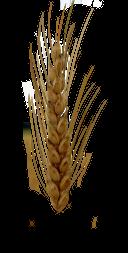 wheat_01-color-m.jpg