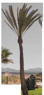 palm_tree_01-color-m.jpg