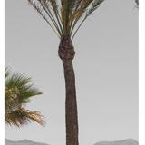 palm_tree_01