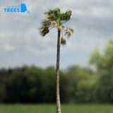 palm_tree_02