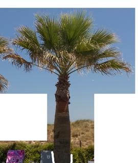 palm_tree_03-color-m.jpg