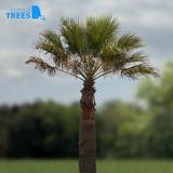 palm_tree_03