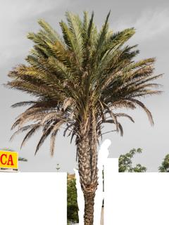 palm_tree_04-color-m.jpg