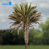 palm_tree_04