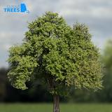 tree_03