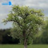 tree_04