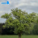 tree_05