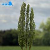 tree_06