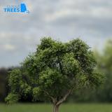 tree_07