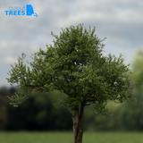 tree_08