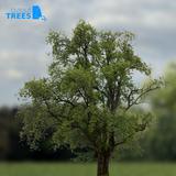 tree_09